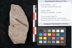 Foto (Objekt + Etikett) von Puccinites zosterae Ettingshausen (NHMW-GEO-2024-0188-6623)